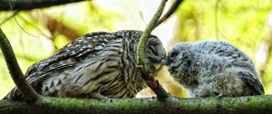 Preview wallpaper owl, couple, affection, twigs, birds