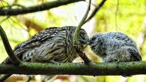 Preview wallpaper owl, couple, affection, twigs, birds