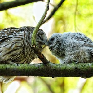 Preview wallpaper owl, couple, affection, twigs, birds