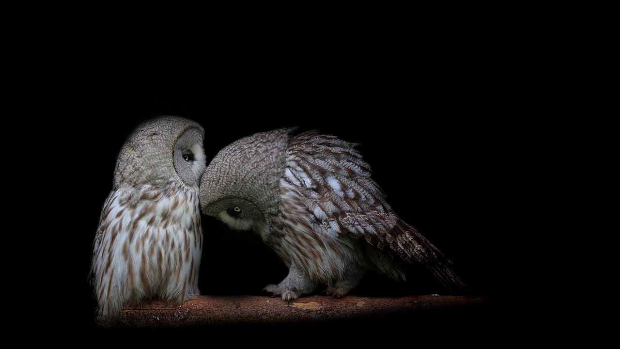 Wallpaper owl, couple, dark background, predators