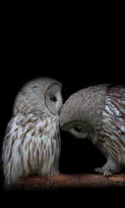 Preview wallpaper owl, couple, dark background, predators