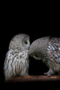 Preview wallpaper owl, couple, dark background, predators