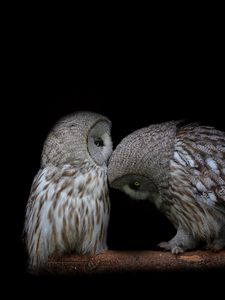 Preview wallpaper owl, couple, dark background, predators