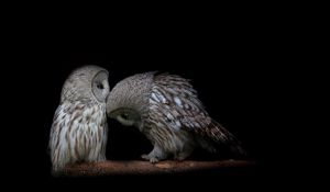 Preview wallpaper owl, couple, dark background, predators