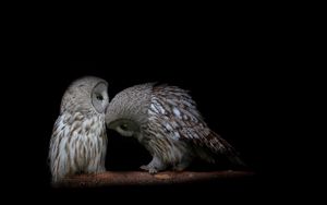 Preview wallpaper owl, couple, dark background, predators