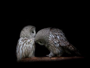 Preview wallpaper owl, couple, dark background, predators