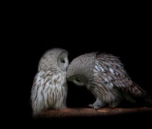 Preview wallpaper owl, couple, dark background, predators