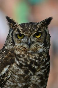Preview wallpaper owl, eagle owl, bird, predator