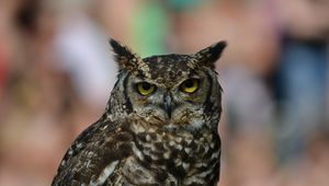 Preview wallpaper owl, eagle owl, bird, predator