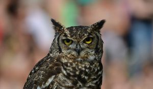 Preview wallpaper owl, eagle owl, bird, predator