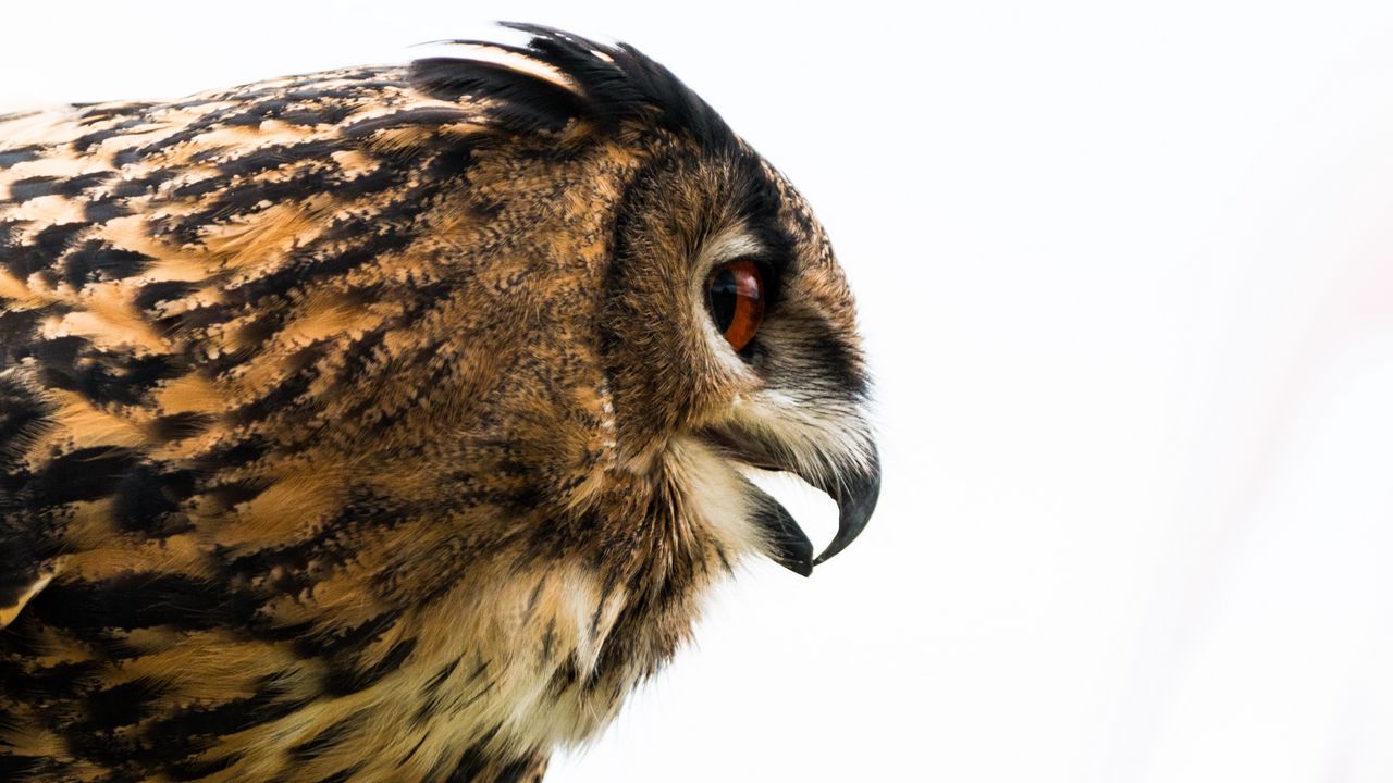 Wallpaper owl, eagle-owl, beak, bird, predator, profile