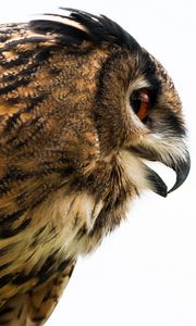 Preview wallpaper owl, eagle-owl, beak, bird, predator, profile