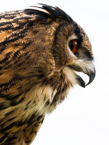 Preview wallpaper owl, eagle-owl, beak, bird, predator, profile