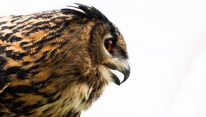 Preview wallpaper owl, eagle-owl, beak, bird, predator, profile