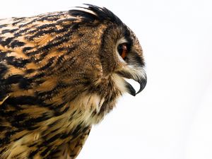 Preview wallpaper owl, eagle-owl, beak, bird, predator, profile