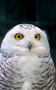 Preview wallpaper owl, eyes, bird, feathers, beak, funny