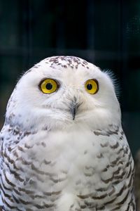 Preview wallpaper owl, eyes, bird, feathers, beak, funny