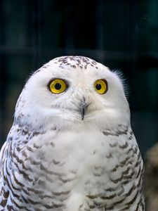 Preview wallpaper owl, eyes, bird, feathers, beak, funny