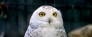 Preview wallpaper owl, eyes, bird, feathers, beak, funny