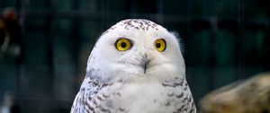 Preview wallpaper owl, eyes, bird, feathers, beak, funny