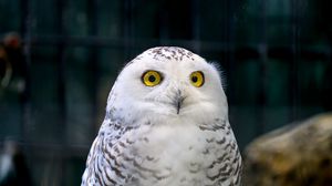 Preview wallpaper owl, eyes, bird, feathers, beak, funny