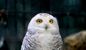 Preview wallpaper owl, eyes, bird, feathers, beak, funny