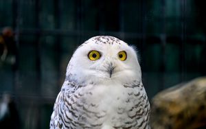 Preview wallpaper owl, eyes, bird, feathers, beak, funny