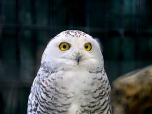 Preview wallpaper owl, eyes, bird, feathers, beak, funny