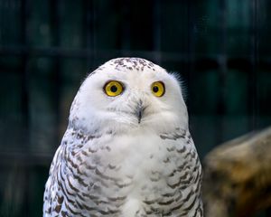 Preview wallpaper owl, eyes, bird, feathers, beak, funny