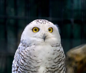 Preview wallpaper owl, eyes, bird, feathers, beak, funny