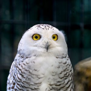 Preview wallpaper owl, eyes, bird, feathers, beak, funny