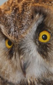 Preview wallpaper owl, eyes, bird, predator, sight