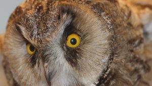 Preview wallpaper owl, eyes, bird, predator, sight