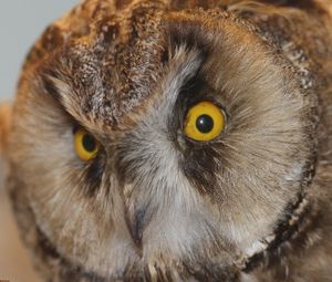 Preview wallpaper owl, eyes, bird, predator, sight