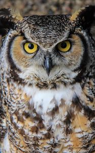 Preview wallpaper owl, eyes, bird, beak, feathers