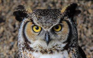Preview wallpaper owl, eyes, bird, beak, feathers