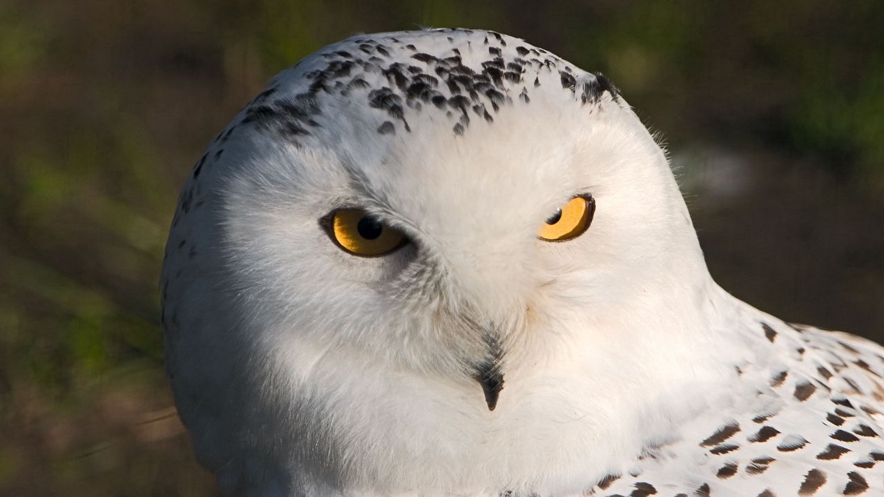 Wallpaper owl, eyes, bird, predator