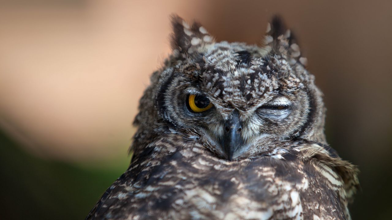 Wallpaper owl, eyes, bird, predator