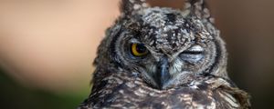 Preview wallpaper owl, eyes, bird, predator