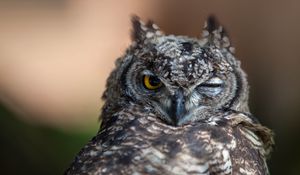 Preview wallpaper owl, eyes, bird, predator