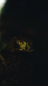 Preview wallpaper owl, eyes, feathers, dark
