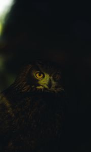 Preview wallpaper owl, eyes, feathers, dark
