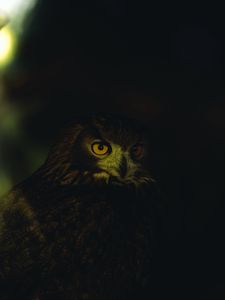 Preview wallpaper owl, eyes, feathers, dark