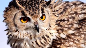 Preview wallpaper owl, eyes, feathers, color