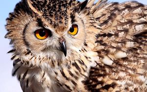 Preview wallpaper owl, eyes, feathers, color