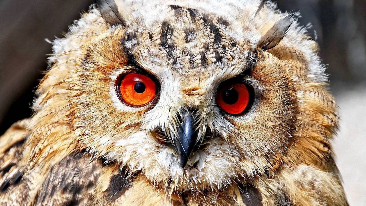 Wallpaper owl, eyes, predator, bird