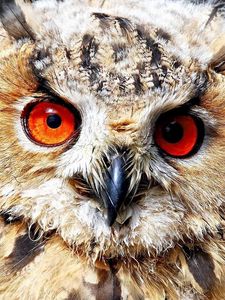 Preview wallpaper owl, eyes, predator, bird