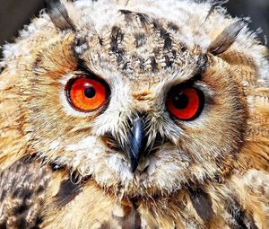Preview wallpaper owl, eyes, predator, bird