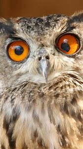 Preview wallpaper owl, eyes, surprise, striped