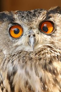 Preview wallpaper owl, eyes, surprise, striped